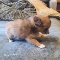 Bella, a female Chihuahua for sale in Gettysburg, PA – Photo 3 of 3