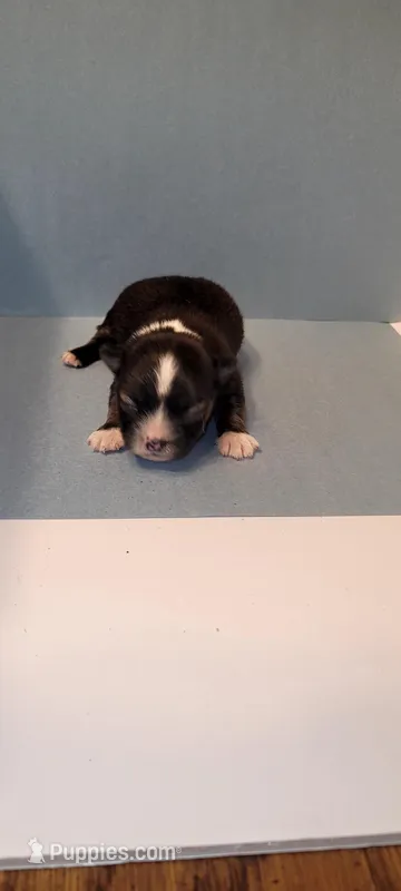 Finch, a male Chihuahua for sale in Gettysburg, PA – Photo 1 of 2