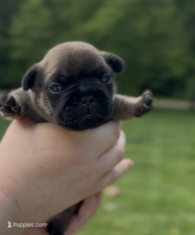 Dusk – French Bulldog puppy for sale in Morrow, OH