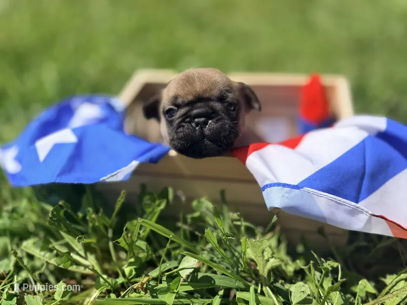 Banner – French Bulldog puppy for sale in Morrow, OH