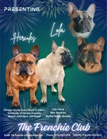 Dusk, a male French Bulldog for sale in Morrow, OH – 5 of 10