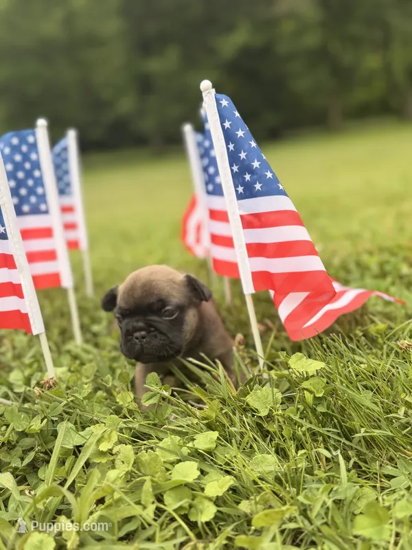 Dusk – French Bulldog puppy for sale in Morrow, OH