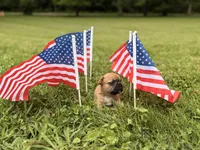 Mavrick , a male French Bulldog for sale in Morrow, OH – 4 of 10