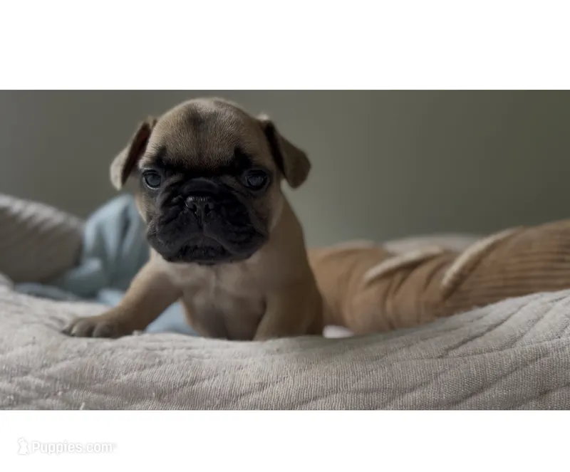 Oscar mayer – French Bulldog puppy for sale in Morrow, OH