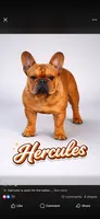 Oscar mayer, a male French Bulldog for sale in Morrow, OH – 7 of 8