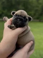 Oscar mayer, a male French Bulldog for sale in Morrow, OH – 2 of 8