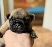Oscar mayer, a male French Bulldog for sale in Morrow, OH – 3 of 8