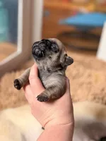 Banner, a male French Bulldog for sale in Morrow, OH – 3 of 8