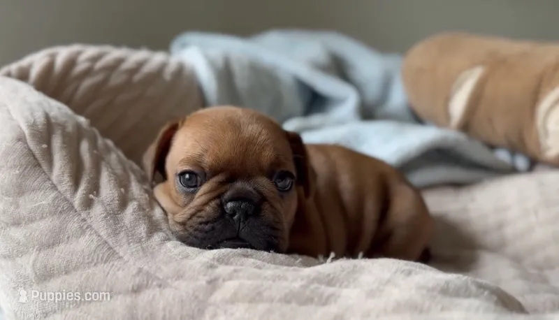 Blaze – French Bulldog puppy for sale in Morrow, OH