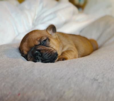 Blaze, a male French Bulldog for sale in Morrow, OH – 5 of 9