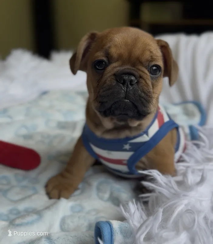 Blaze – French Bulldog puppy for sale in Morrow, OH
