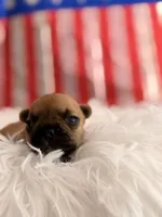 Mavrick , a male French Bulldog for sale in Morrow, OH – 2 of 3