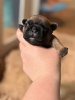 Rockit, a male French Bulldog for sale in Morrow, OH – 3 of 3