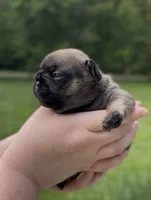 Dusk, a male French Bulldog for sale in Morrow, OH – 2 of 10