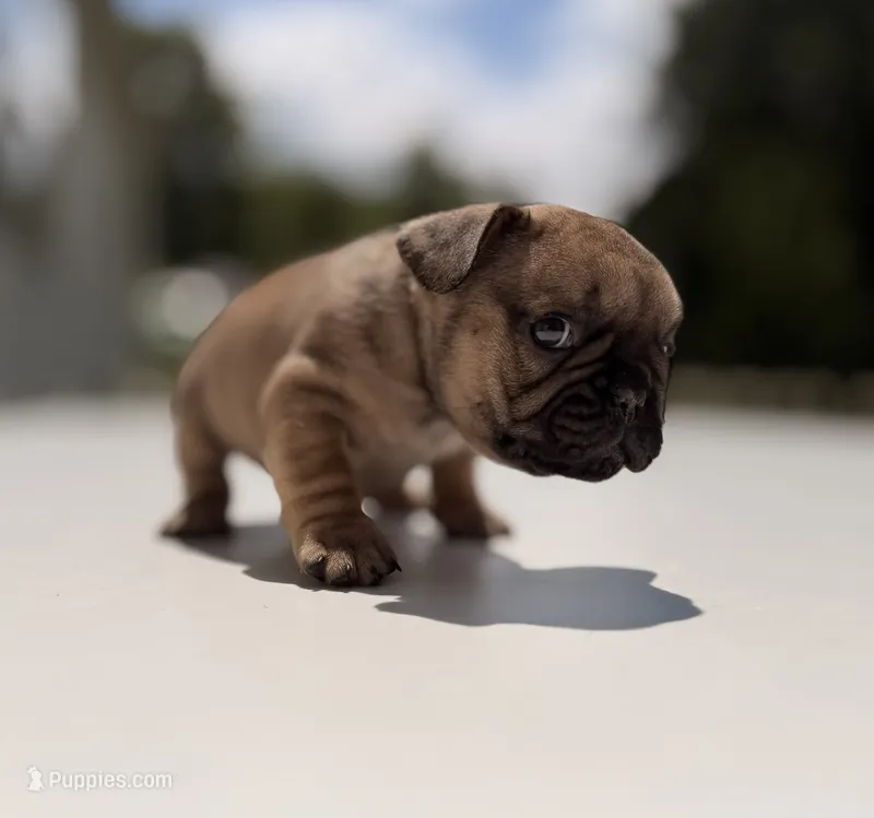 Dusk – French Bulldog puppy for sale in Morrow, OH