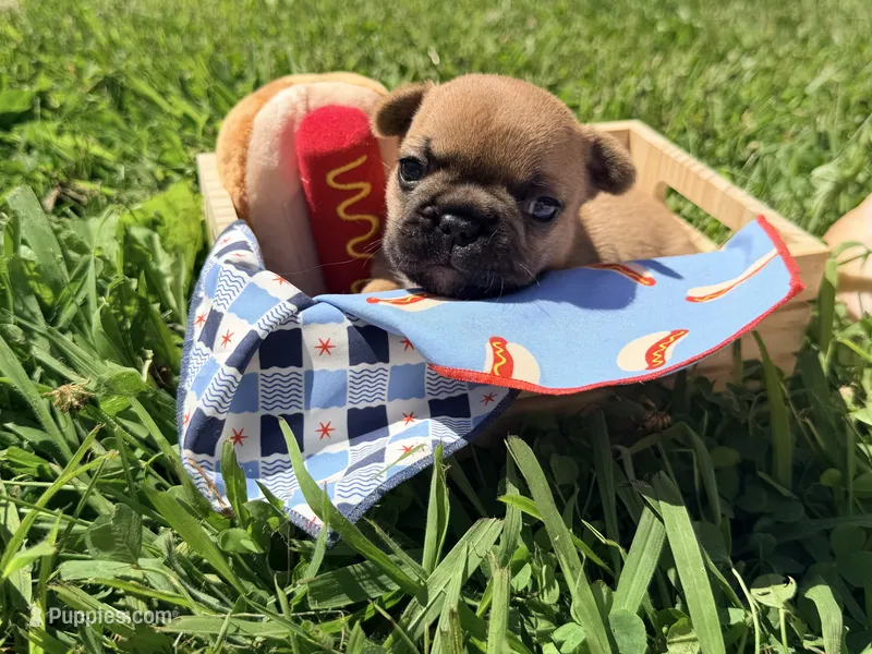 Mavrick  – French Bulldog puppy for sale in Morrow, OH