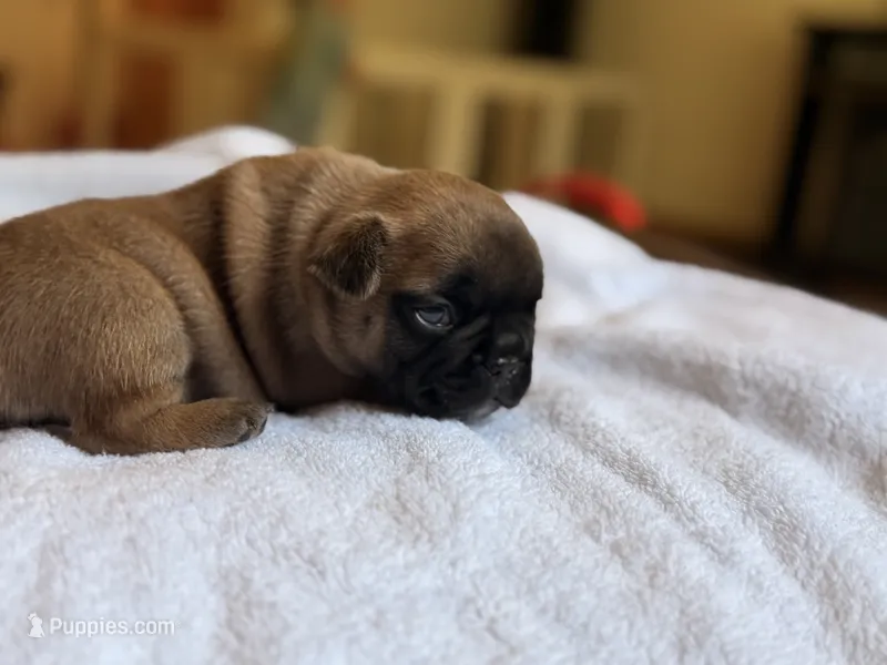 Rockit – French Bulldog puppy for sale in Morrow, OH