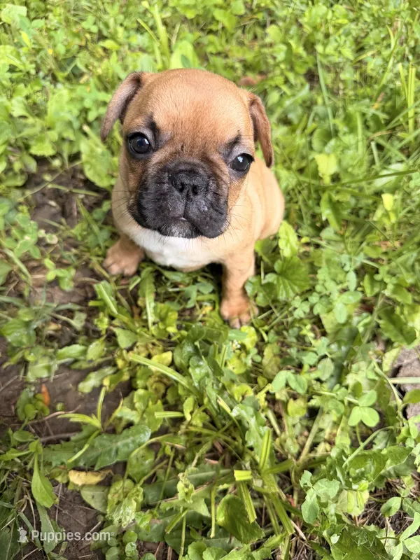 Mavrick  – French Bulldog puppy for sale in Morrow, OH