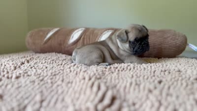 Oscar mayer, a male French Bulldog for sale in Morrow, OH – 8 of 9