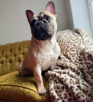 Banner, a male French Bulldog for sale in Morrow, OH – 4 of 8