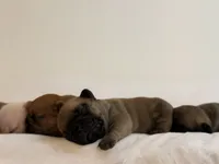 Dusk, a male French Bulldog for sale in Morrow, OH – 4 of 10