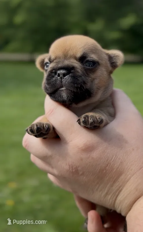 Mavrick  – French Bulldog puppy for sale in Morrow, OH