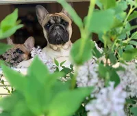 Blaze, a male French Bulldog for sale in Morrow, OH – 4 of 9