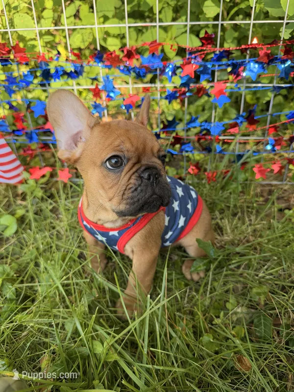 Blaze – French Bulldog puppy for sale in Morrow, OH