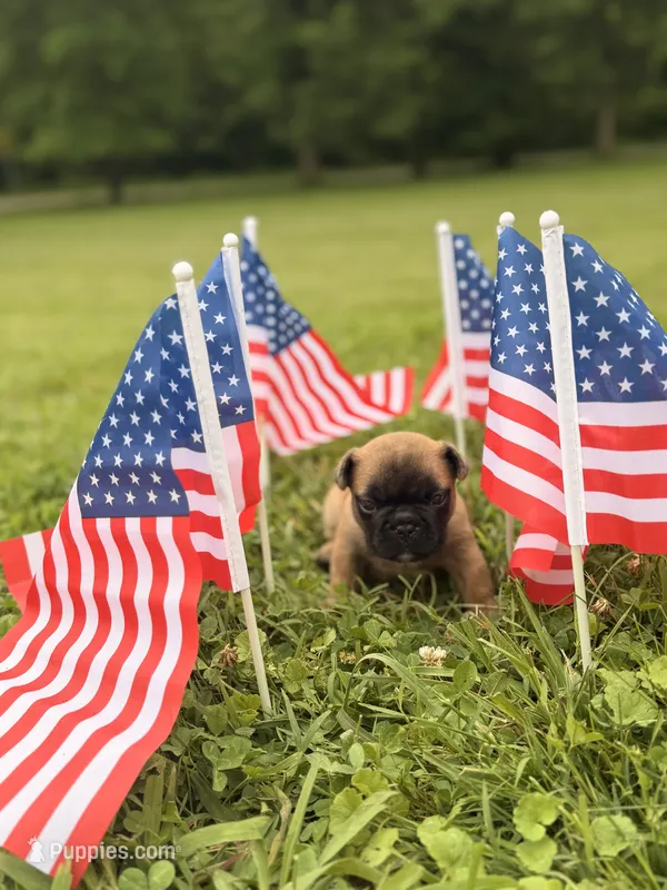 Rockit – French Bulldog puppy for sale in Morrow, OH
