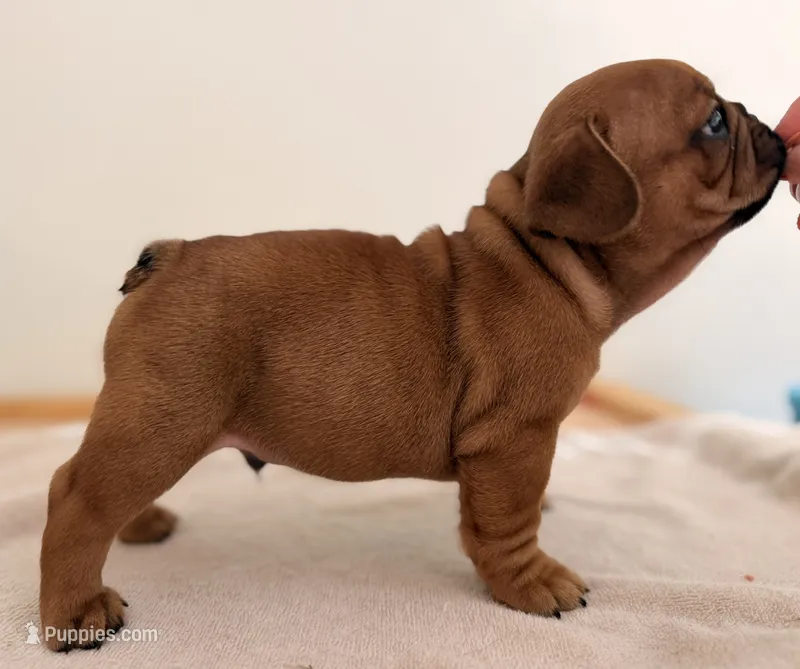 Blaze – French Bulldog puppy for sale in Morrow, OH