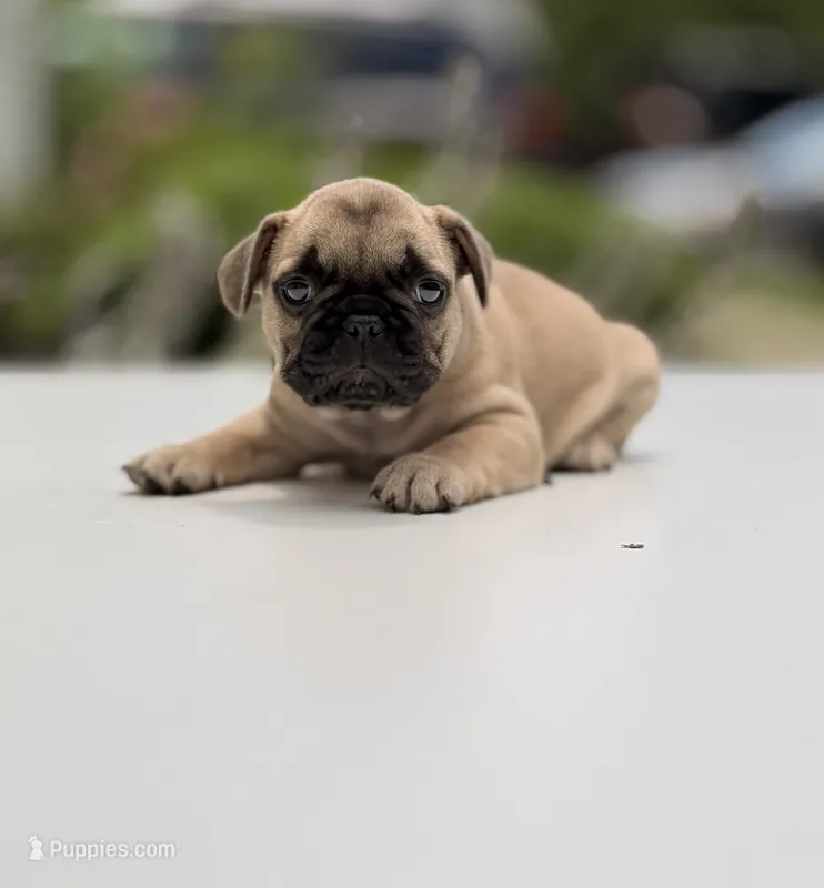Oscar mayer – French Bulldog puppy for sale in Morrow, OH