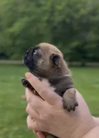 Rockit, a male French Bulldog for sale in Morrow, OH – 2 of 3