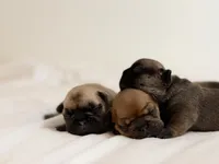 Dusk, a male French Bulldog for sale in Morrow, OH – 3 of 10