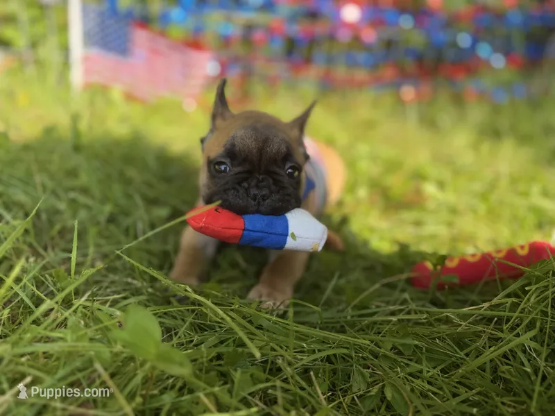 Rockit – French Bulldog puppy for sale in Morrow, OH
