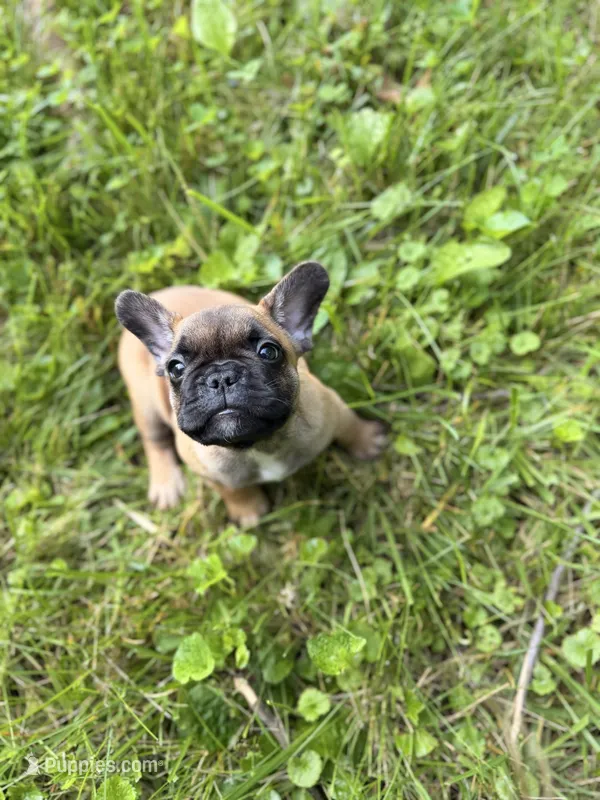 Rockit – French Bulldog puppy for sale in Morrow, OH