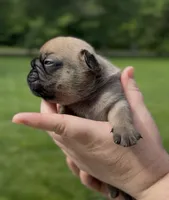 Banner, a male French Bulldog for sale in Morrow, OH – 2 of 8
