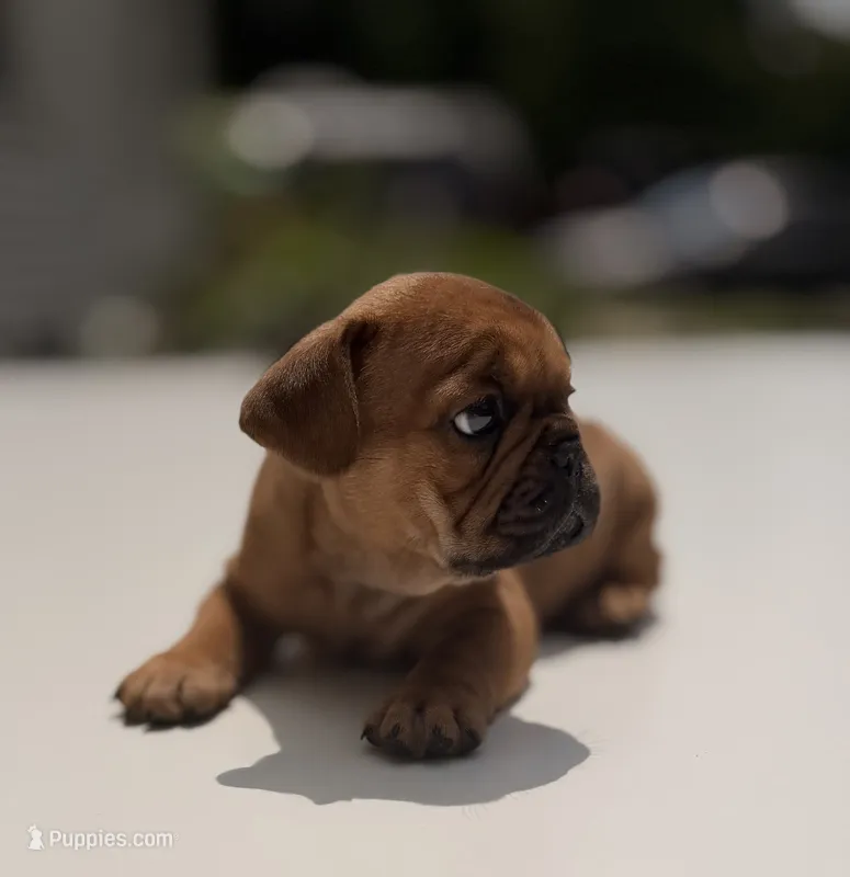 Blaze – French Bulldog puppy for sale in Morrow, OH