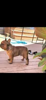 Banner, a male French Bulldog for sale in Morrow, OH – 6 of 8