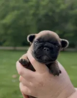Rockit, a male French Bulldog for sale in Morrow, OH – 1 of 3