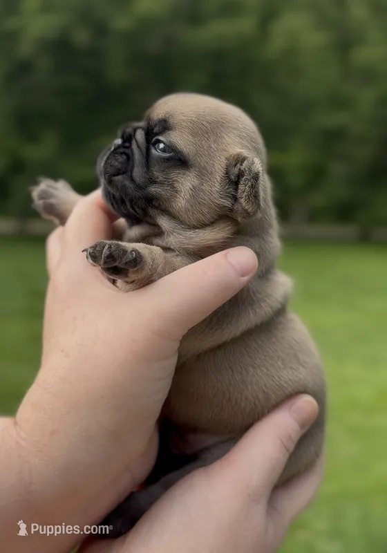 Oscar mayer – French Bulldog puppy for sale in Morrow, OH