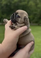 Oscar mayer, a male French Bulldog for sale in Morrow, OH – 1 of 8