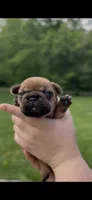 Blaze, a male French Bulldog for sale in Morrow, OH – 1 of 9