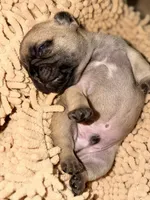Oscar mayer, a male French Bulldog for sale in Morrow, OH – 5 of 8
