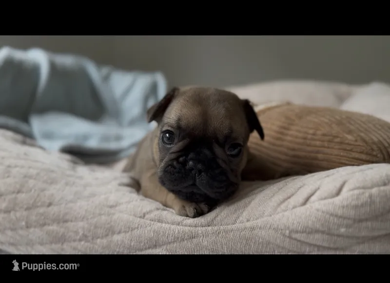 Banner – French Bulldog puppy for sale in Morrow, OH