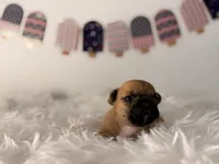Mavrick , a male French Bulldog for sale in Morrow, OH – 6 of 10