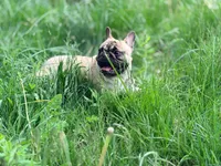 Dusk, a male French Bulldog for sale in Morrow, OH – 10 of 10