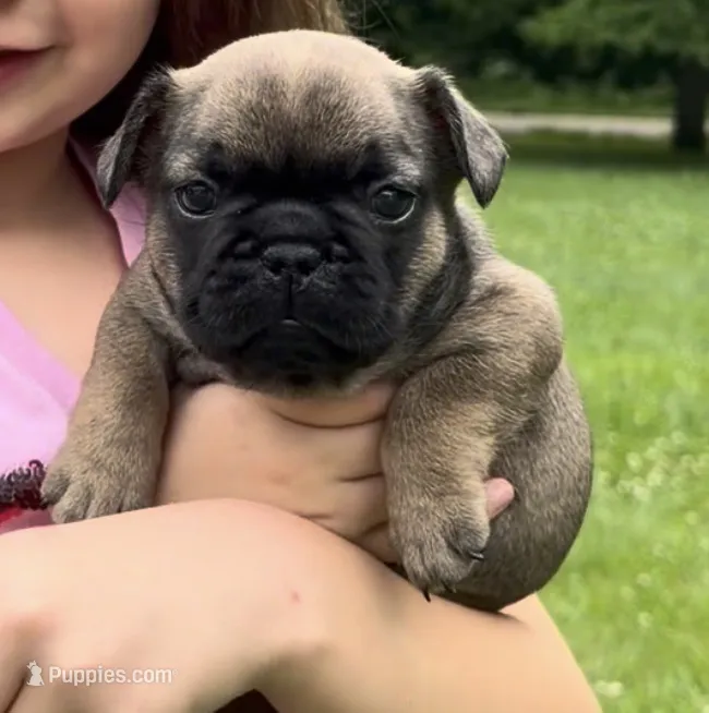Dusk – French Bulldog puppy for sale in Morrow, OH