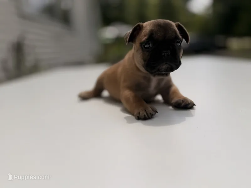 Rockit – French Bulldog puppy for sale in Morrow, OH