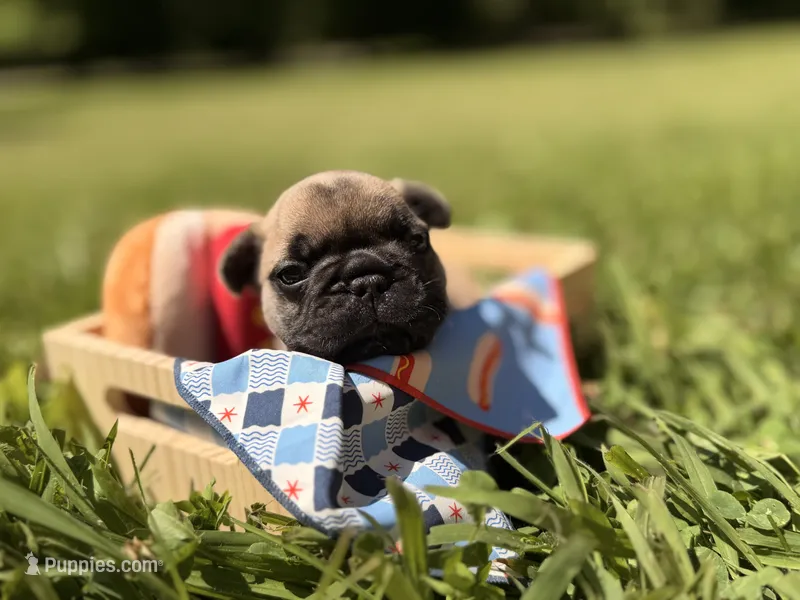 Oscar mayer – French Bulldog puppy for sale in Morrow, OH