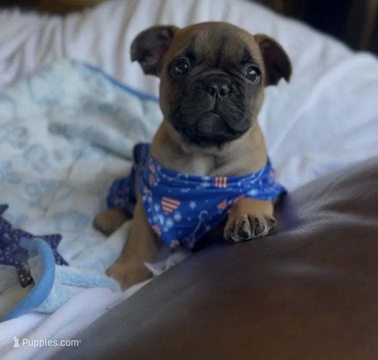 Rockit – French Bulldog puppy for sale in Morrow, OH